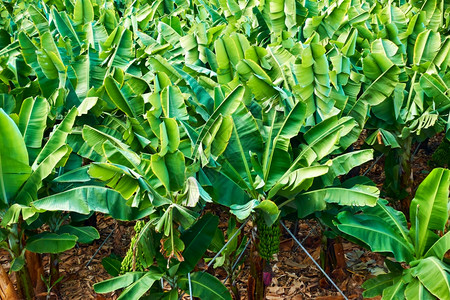 香蕉种植园花中的香蕉树图片