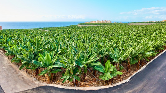 香蕉种植园海边花园的香蕉树TenerifeTheCanaries图片
