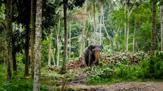 印度大象在热带雨林中行走吃叶子成年印度大象在热带雨林中行走吃叶子图片