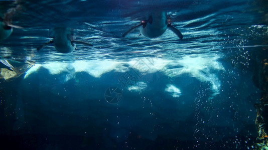 浮冰山和动物园中游冰山和动企鹅的底部图像图片