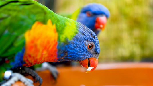 两只花旗鹦鹉吃动物园饲料的种子和水果两只花旗鹦鹉吃动物园饲料的种子和水果图片