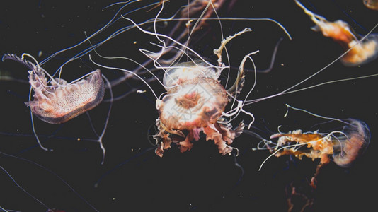 坦克透明素材生物背景高清图片