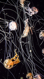 彩色美丽水母的近照这些水母的长毒触手在黑角上水中游动图片