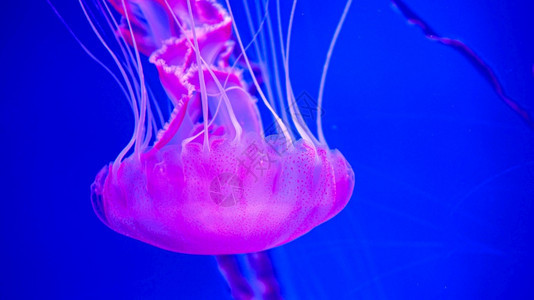 在水族馆游泳的荧光粉红水母鱼的近光下图像图片