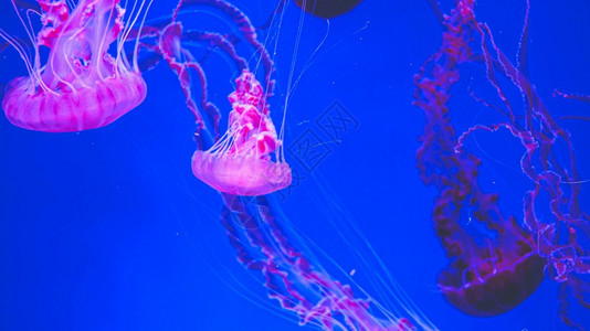 在水族馆游泳的长触角粉红色有毒水母摘要照片在水族馆游泳的粉红色有毒水母摘要照片图片