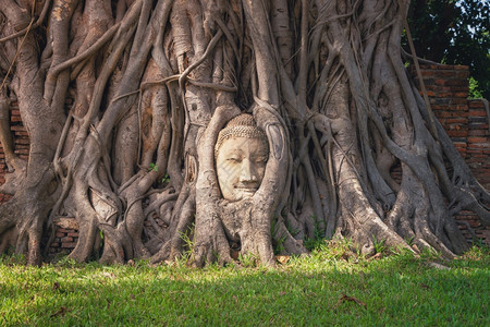 在泰国曼谷市Ayutthaya省WatMahathat或WatMaha寺根上的佛头和面孔著名的泰国旅游景点图片