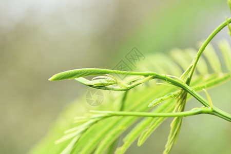 绿色树叶尼埃尔森米莫萨塞亚内加尔在天然树上种植的蔬菜泰国草叶和食物背景