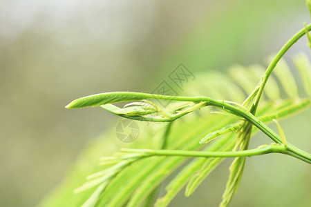 尼埃尔森米莫萨塞亚内加尔在天然树上种植的蔬菜泰国草叶和食物图片