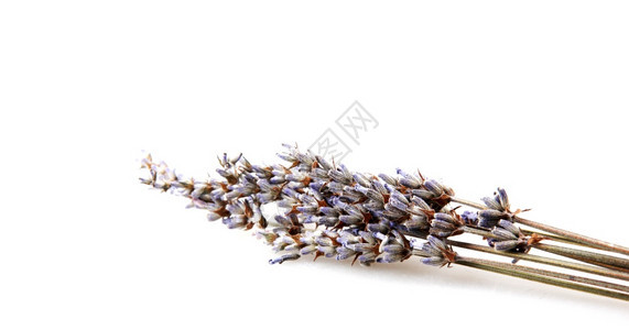 Lavandula俗称lavender是薄荷家庭Lamiaceae的47种已知开花植物图片