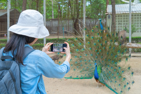 快乐的亚裔女一位旅游者行和拍照片或自用移动智能手机在Peacock鸟的社交媒体上张贴在动物园公里有羽毛野兽在大自然中人们在旅行图片