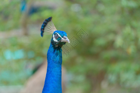 孔雀鸟在动物园公里展露出散漫的尾羽和多彩毛图片