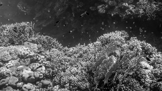黑色和白美丽的照片显示在Rd海的珊瑚礁周围游动的多彩热带鱼类红海的珊瑚礁周围游动的多彩热带鱼类美丽的图像图片
