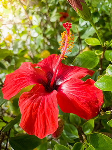 在花园里闪耀着美丽的热带红碧须花朵图片