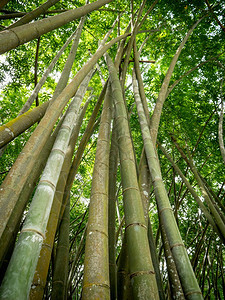 茂密的丛林中高竹子生长的美景图片