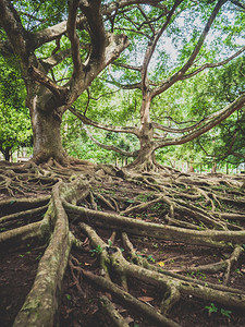覆盖地底的根系大树覆盖地底的根系大树覆盖地底的根系大树或的粘贴照片图片