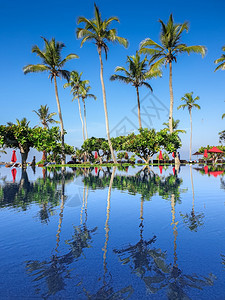 椰子棕榈美照片反映游泳池水面椰子棕榈美图像反映游泳池水面图片