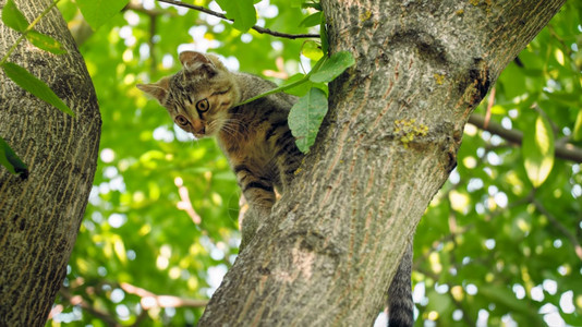 可爱的小猫咪爬上树枝坐在上可爱的小猫咪爬上图片