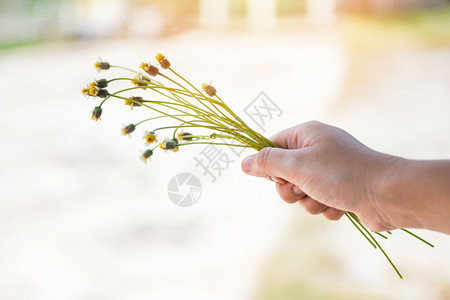 夏日的花草手握着女孩手中一束黄花紧闭图片