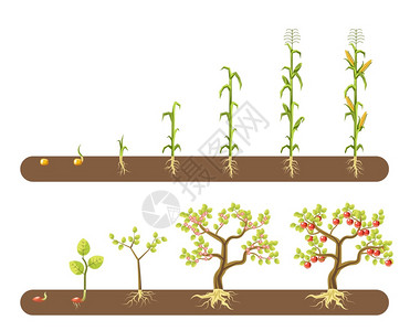 蔬菜农作物生长周期矢量插画背景图片