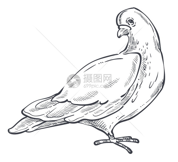 插画 其他 和平象征鸽子或孤立的动物素描矢量鸟翅飞行羽翼毛植物纯