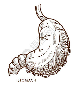 内部器官胃矢量插画图片
