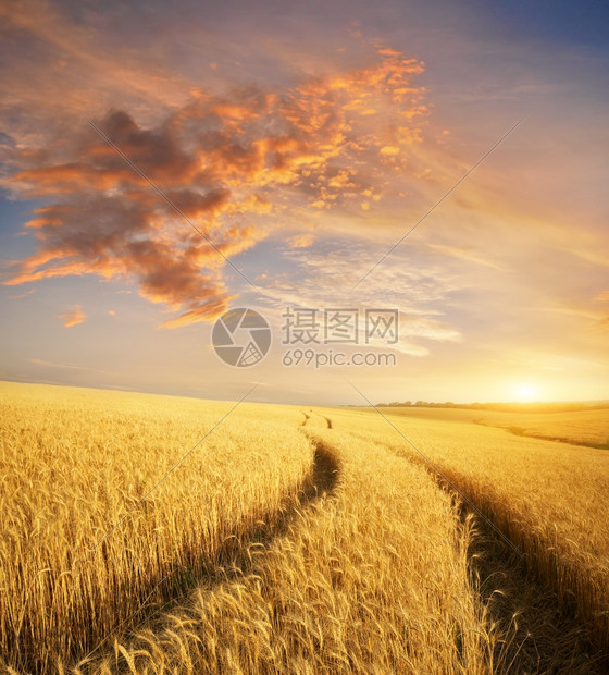 日落时小麦草地自然构成图片