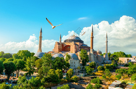 土耳其伊斯坦布尔日落时鸟和HagiaSophia图片
