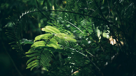 花园中的绿叶色植物板叶自然场景图片