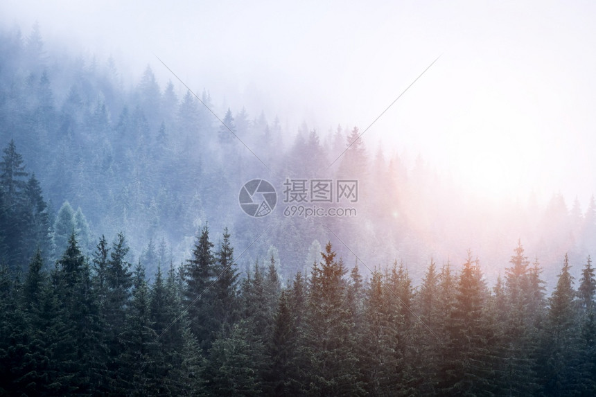 清晨的雾森林奇观和神的氛围
