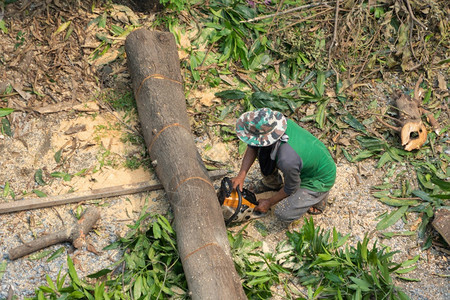 砍树者或伐木工人手持链锯在森林中砍伐绿色木柴天然树背景图片