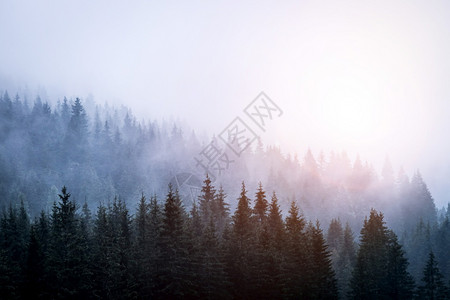 清晨的雾森林奇观和神的氛围图片
