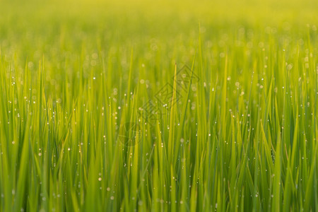 亚洲稻田附近绿地农缺水亚洲村或地区有植物等待收割自然景观背图片