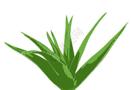 白背景的AloeVeraAloeVera图片