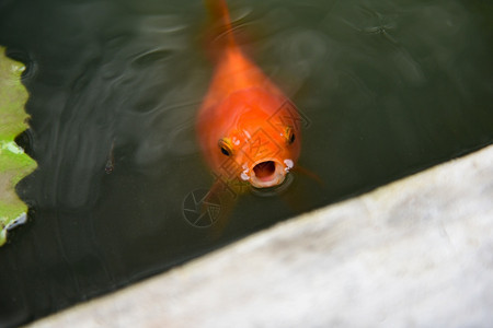 池塘橙子鱼中美丽的金游泳在水面等待饲料图片