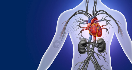 人体心脏解剖来自一个健康的身体孤立在白色背景作为医疗保健的象征心血管器官的内3D插图风格图片