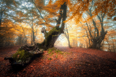 秋天日出时雾中美丽的森林轨迹多彩风景布满了有橙子和红叶的魔法树梦幻的雾森林中风景落叶颜色自然背景图片