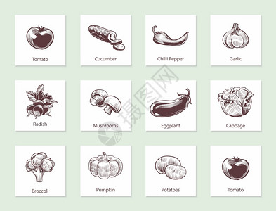 种植大蒜蔬菜幻灯片套件用手画的线蔬菜用各种老式手绘制的带文字生物食品标签设计模板种植生态食品草图样的矢量孤立套件蔬菜幻灯片套件用手画的线插画