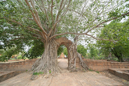 泰国曼谷附近PhraNakhonSiAyutthaya省一座寺庙的旧废墟古寺一座老布吉达雕像著名的旅游景点标志泰国建筑史图片