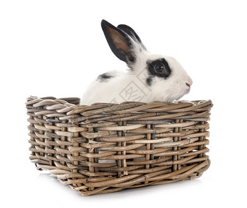 白色背景面前的英语斑点兔子高清图片