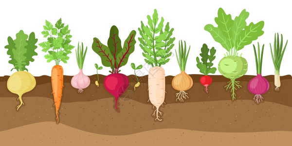 生长蔬菜卡通土壤里的新鲜蔬菜矢量插图插画