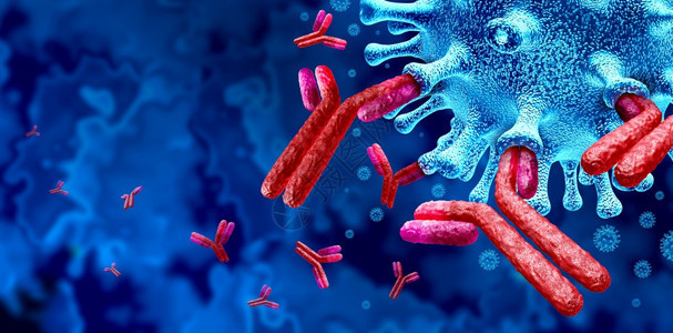 抗体免疫系统和Immunoglobulin概念是3D说明抗体攻击传染细胞和原体背景图片