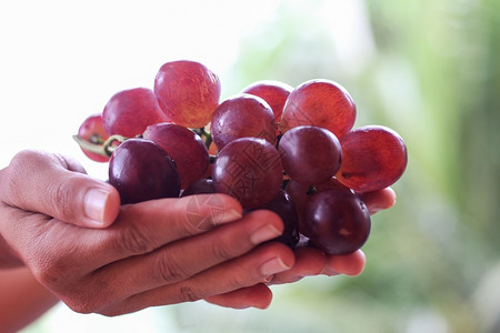 手耕农中握着新鲜的红葡萄收获图片
