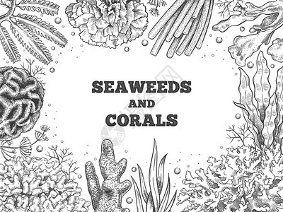 手绘海洋植物插画背景图片