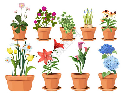 花盆天然卡通鲜和美丽收藏的叶插图植物盆朵和美丽收藏的花叶背景图片