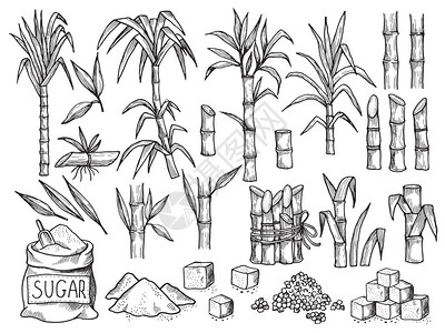 甘蔗矢量素材文化绘制高清图片