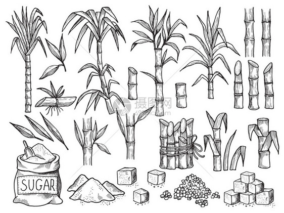 糖厂甘蔗种植场的农业生产甘蔗种植场的手工收集甘蔗成熟种植场的手工收集图片
