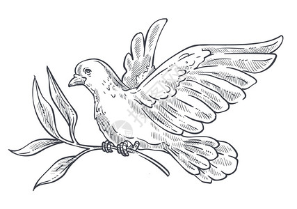 野生动物和平宗教象征翅膀羽流纯洁与希望有嘴的象征生物有嘴的鸽子或带橄榄枝的鸽子图片