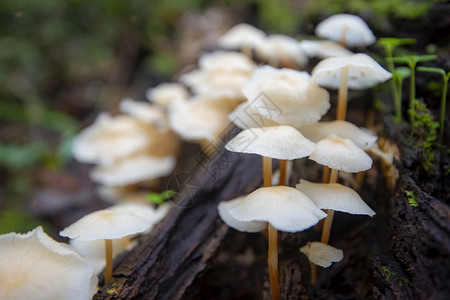 天然丛林户外秋季野生蘑菇白色图片