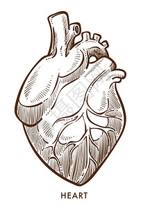 心血管系统脏隔离草图内部器官矢量解剖或生理心跳和脉搏血压流体解剖结构心脏病医药和保健内器官图片