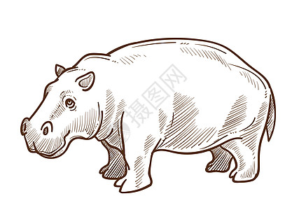 手绘河马卡通矢量插画图片素材